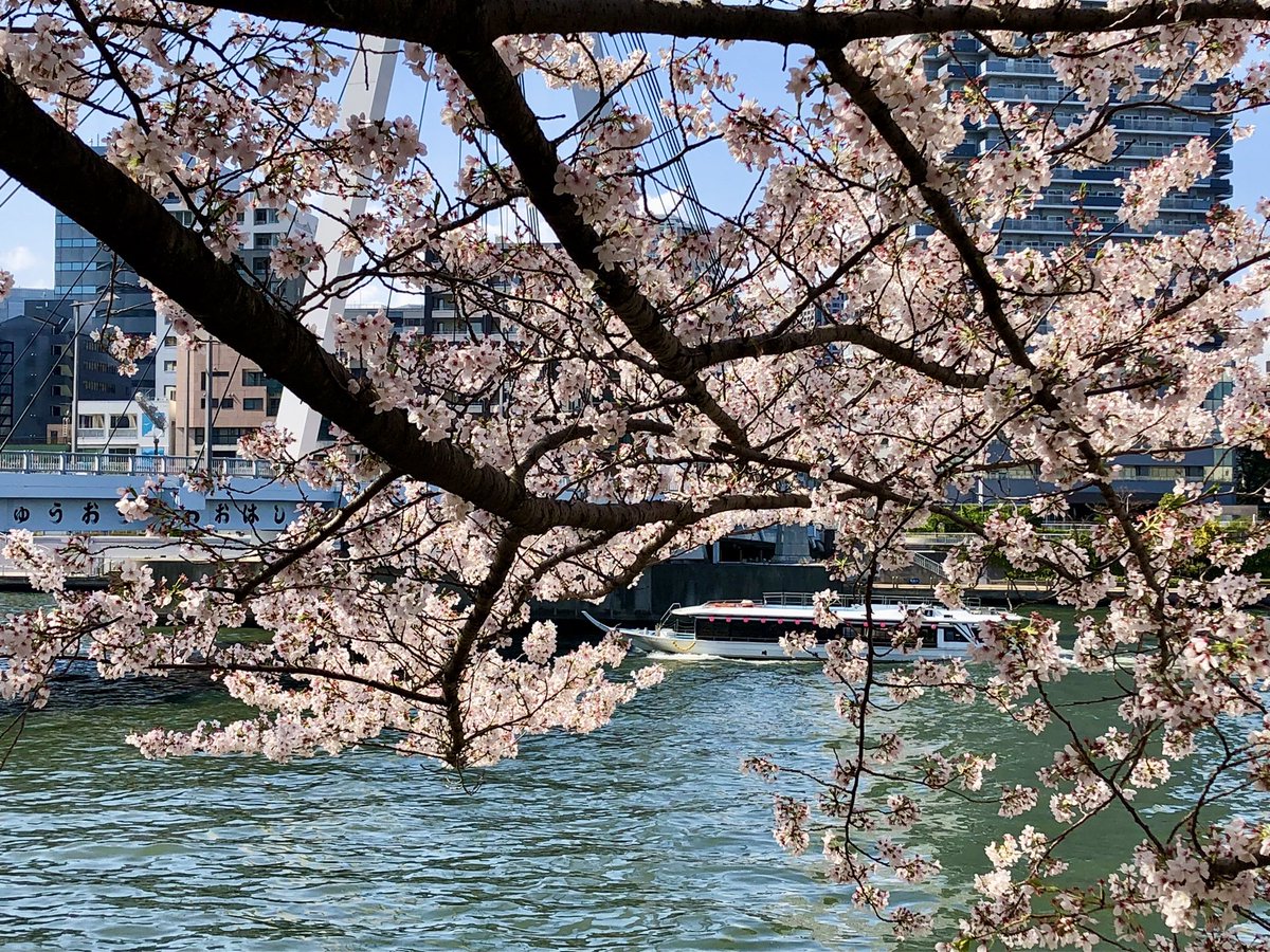 mayumi_hasegawa's tweet image. Really nice enjoying Hanami picnic with my guests from California. What a beautiful day we had❣️
#cherryblossoms 
#tokyo #customizedtour 
#beautifulday #Japan
