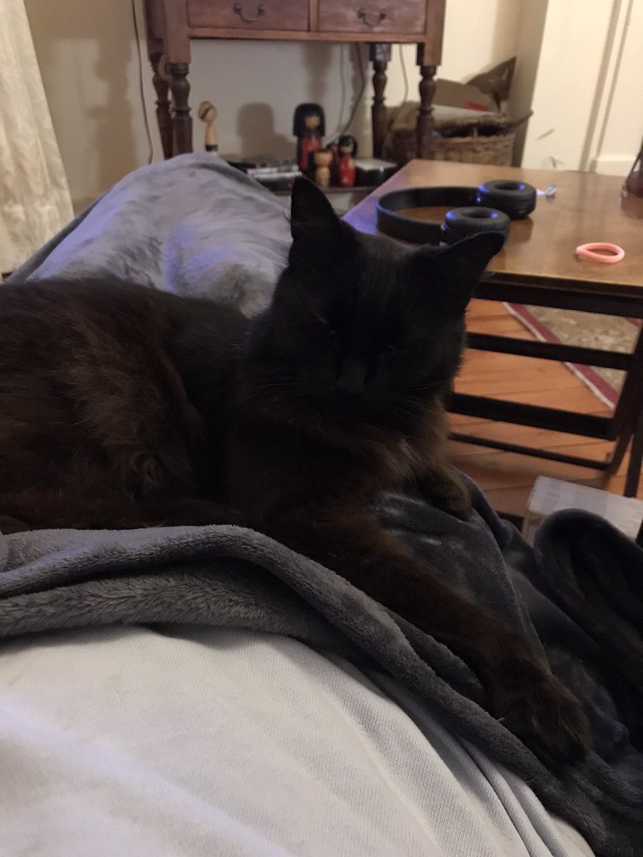 leafy_wild's tweet photo. Relaxing night in front of TV.
#Caturday #CatsOfTwitter #cats #catsandsoup #Cat https://t.co/rsvsVpNpSx