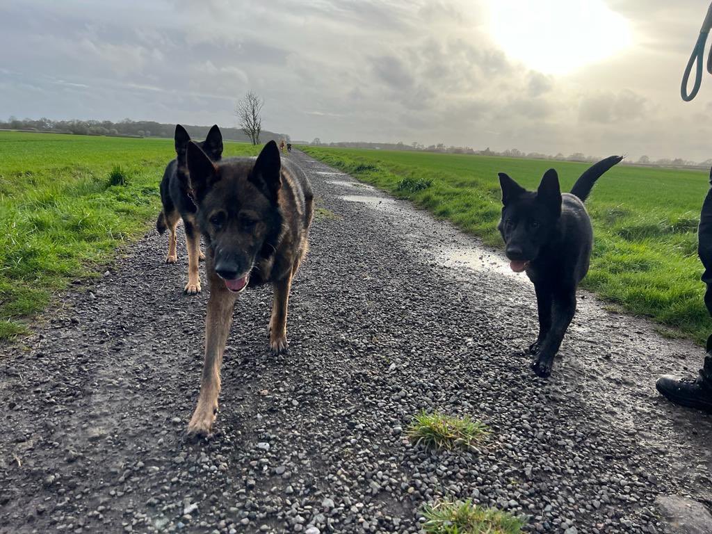 RPD Olaf and PD EmmyLou tweet media