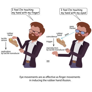 maxdiluca's tweet image. Eye movements with associated tactile feedback can induce the rubber hand illusion
pubmed.ncbi.nlm.nih.gov/36895648/