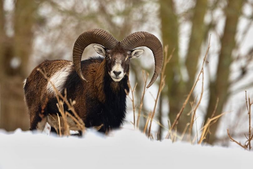 GORSKI_SWIAT's tweet photo. 🏔️#Muflon śródziemnomorski (Ovis aries musimon)

foto: Lukáš Andreides https://t.co/YK3Uuw38Mr