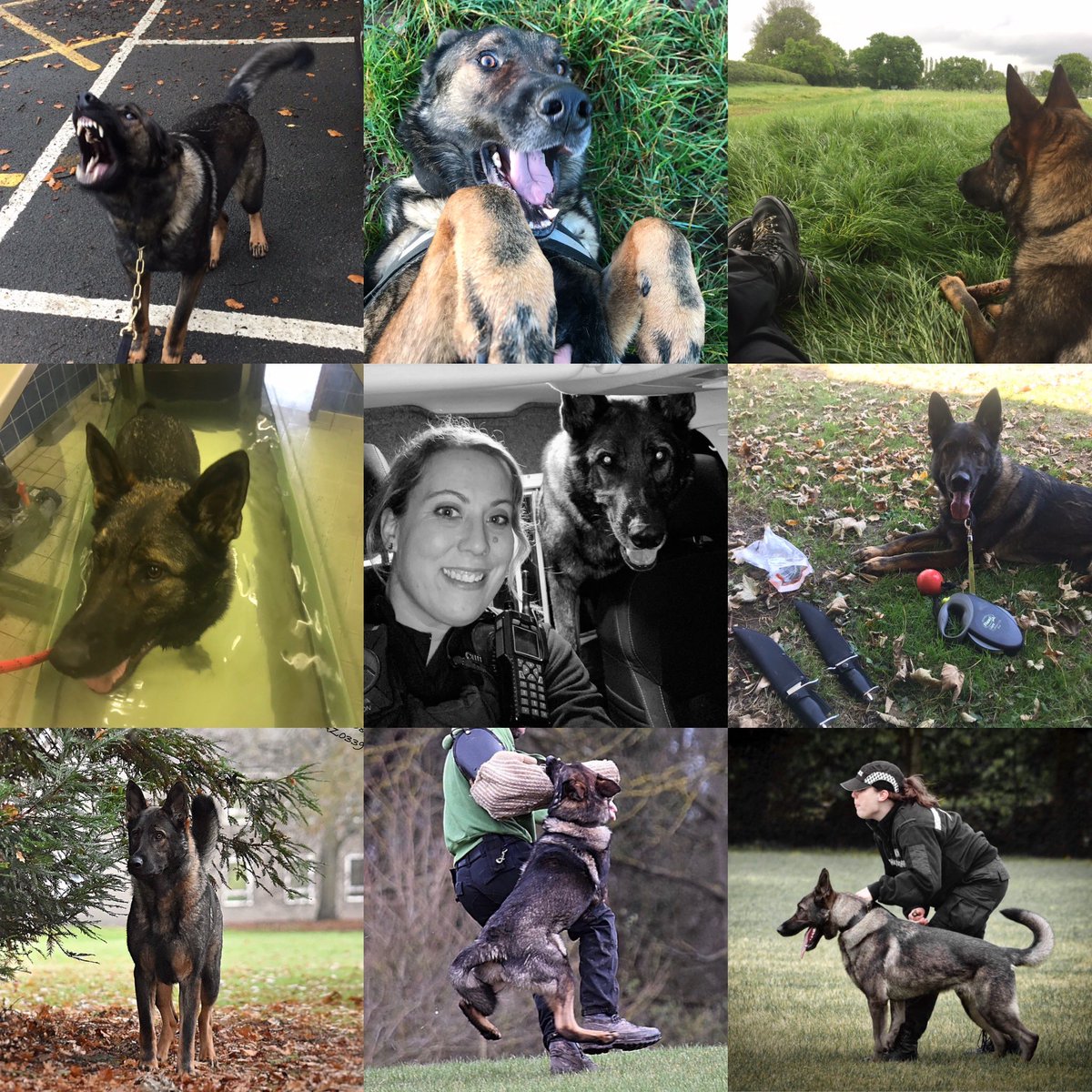 amydeemo's tweet image. Happy 9th Birthday RPD Duke!! Was told it was 1st Aug but found a vac card with 1st April, going through rescue we don’t really know! You maybe greyer Dufus &amp;amp; your arthritis is being a git at the mo but you still enjoy your ‘patrols’ 🥩 🐶💙 #NoFool #HappyBirthday #BestMate