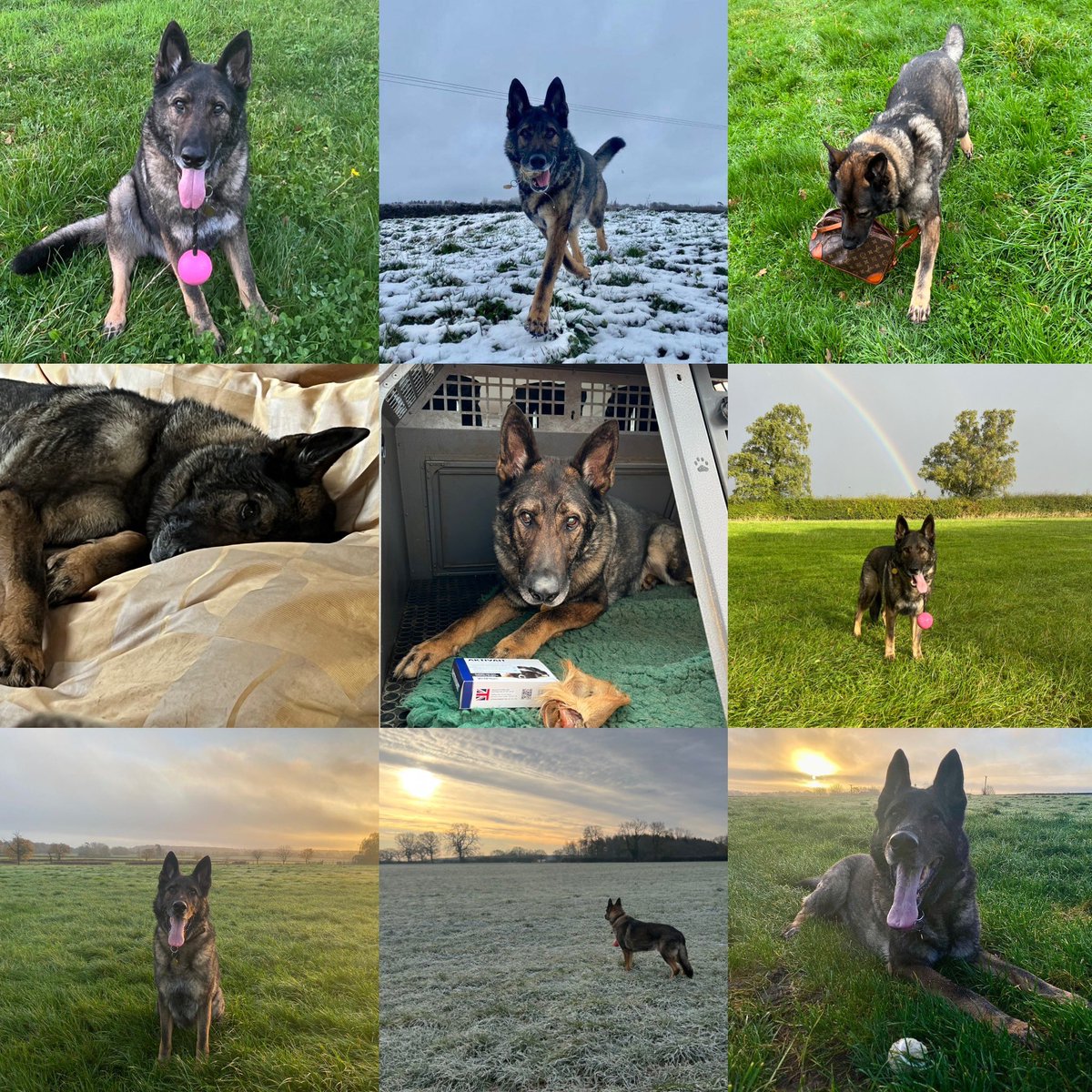 amydeemo's tweet image. Happy 9th Birthday RPD Duke!! Was told it was 1st Aug but found a vac card with 1st April, going through rescue we don’t really know! You maybe greyer Dufus &amp;amp; your arthritis is being a git at the mo but you still enjoy your ‘patrols’ 🥩 🐶💙 #NoFool #HappyBirthday #BestMate