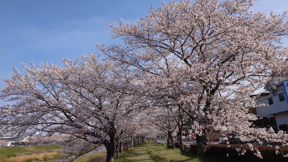y_sysy's tweet photo. 満開🌸🌸🌸
#さくら
#満開
#三田 https://t.co/ActX3iMU2h