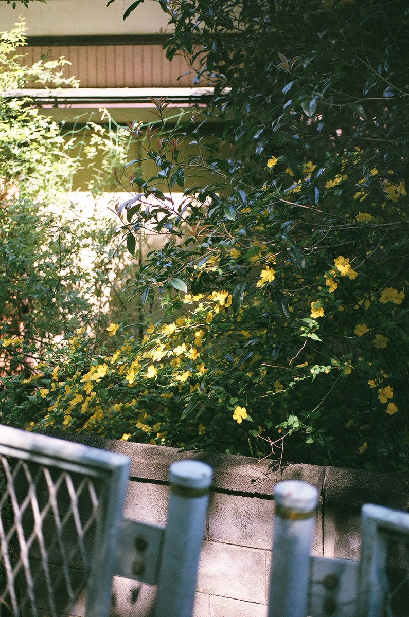 q3At7j0UfLMB30K's tweet image. EOS 10Dで桜撮りまくってるけど
一眼レフやっぱり楽しいな

#film
#SUPERIA PREMIUM400