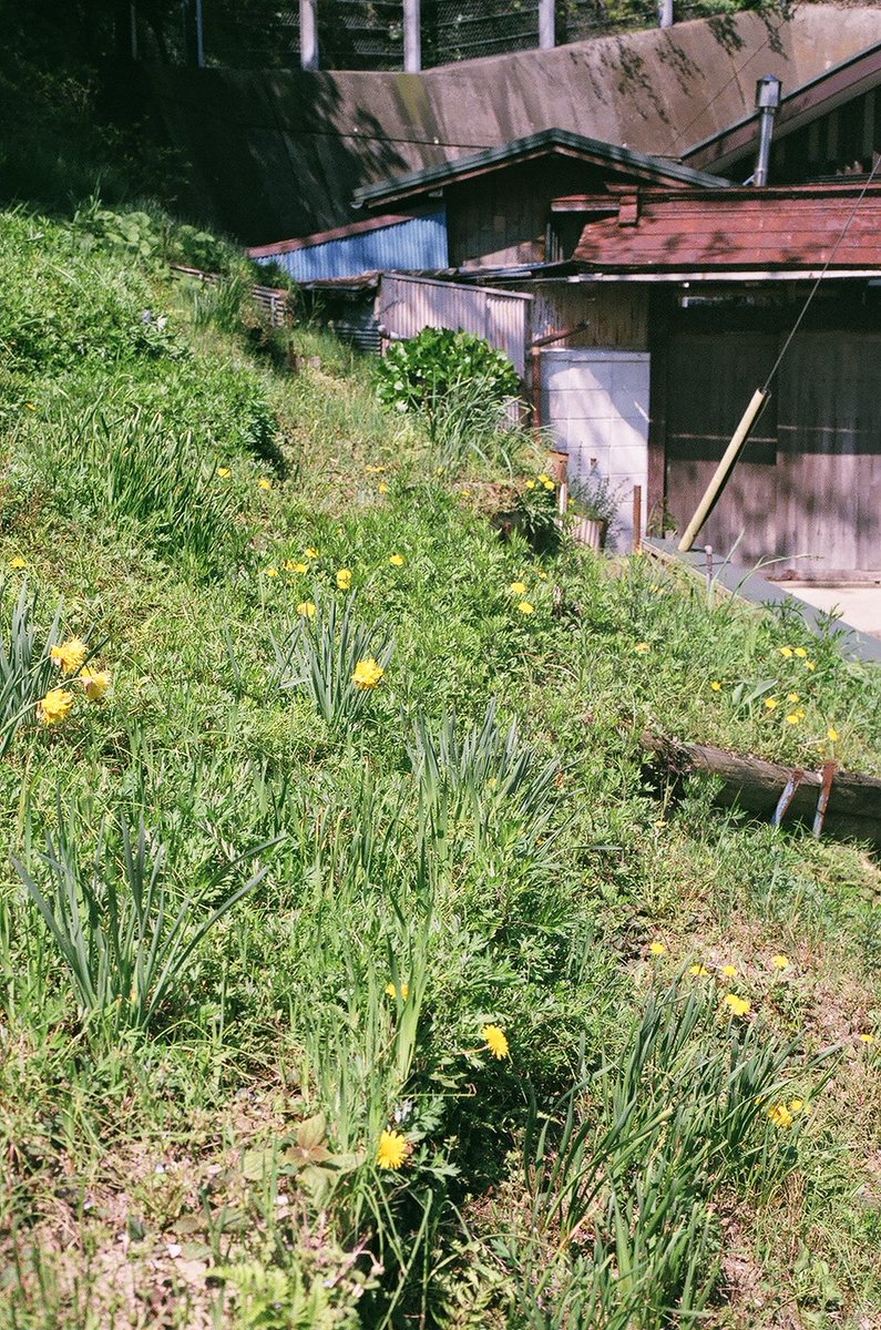 q3At7j0UfLMB30K's tweet image. EOS 10Dで桜撮りまくってるけど
一眼レフやっぱり楽しいな

#film
#SUPERIA PREMIUM400