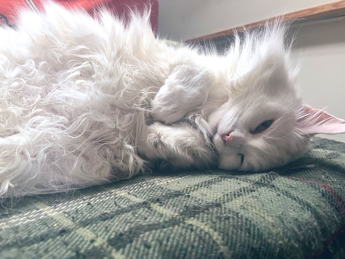 PangurBn5's tweet photo. The #Caturday bunny wonders whether it's breakfast time yet, at all..? https://t.co/xZF72XgcwJ