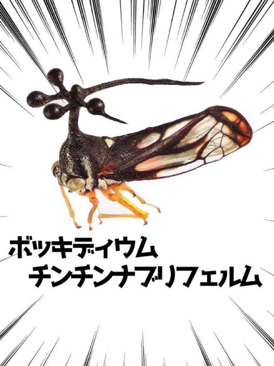 モノリノヒト on X: 