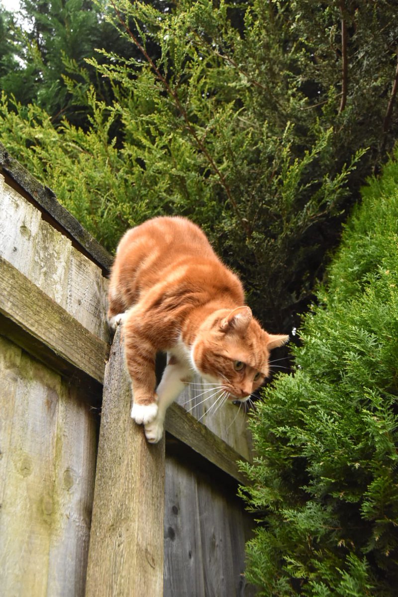 TommyTheGinger1's tweet photo. Jumping into the weekend #CatsOfTwitter #Caturday #cat #catsofinstagram #weekend #cats https://t.co/y7mi0qqzmy