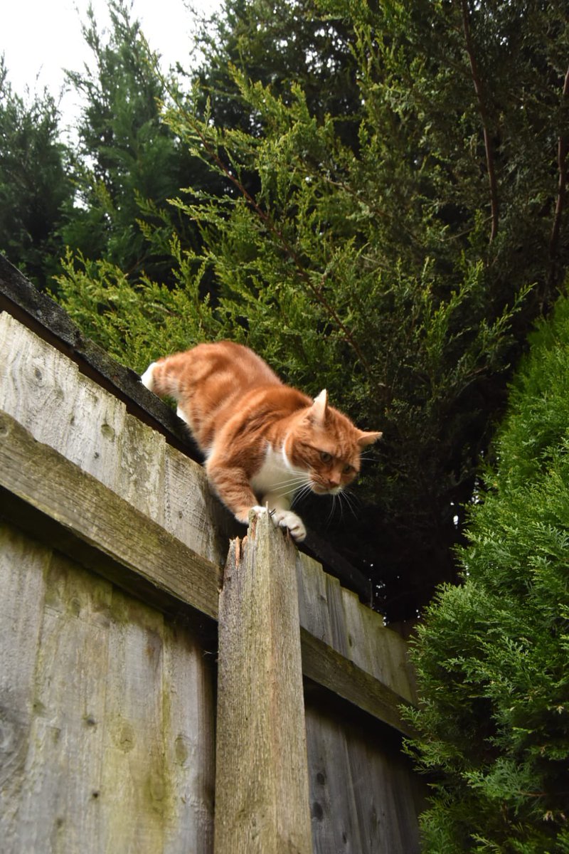 TommyTheGinger1's tweet photo. Jumping into the weekend #CatsOfTwitter #Caturday #cat #catsofinstagram #weekend #cats https://t.co/y7mi0qqzmy