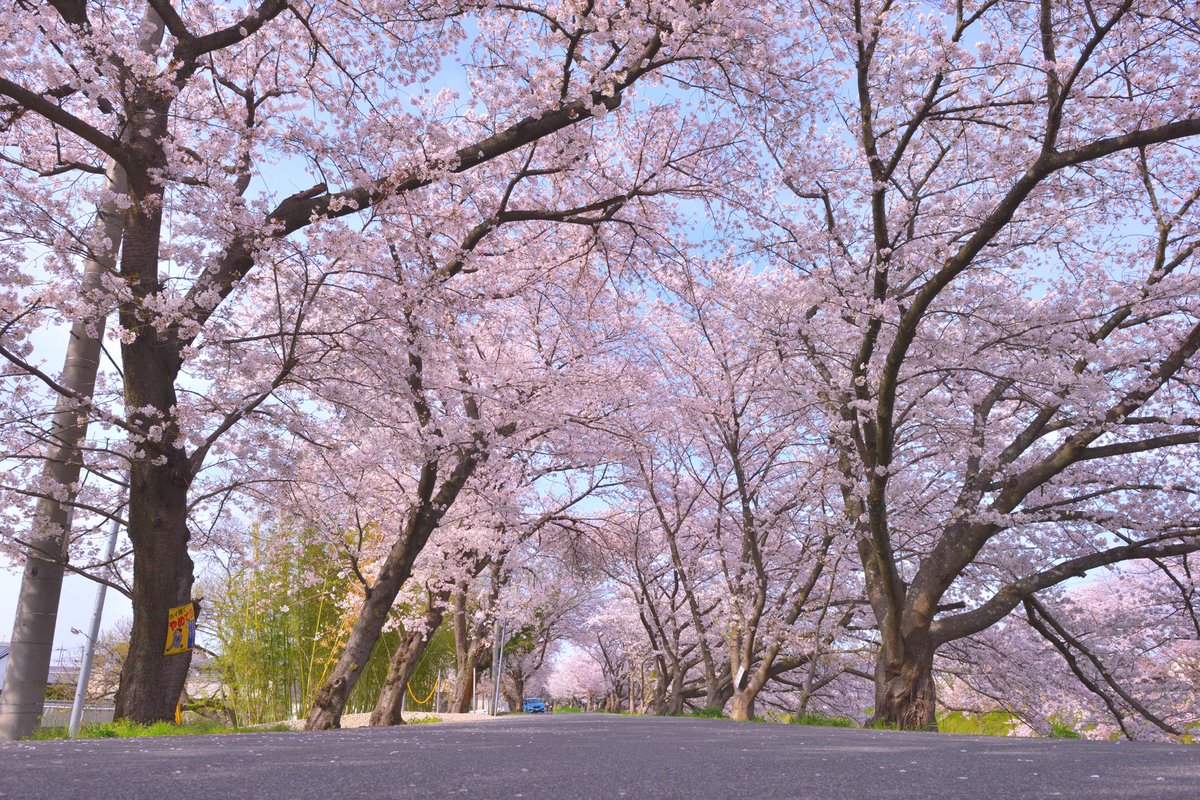 atsu0129_'s tweet photo. #曽我川 #橿原 #奈良県 #さくら #桜 #桜並木 https://t.co/zBkHVJnrHQ