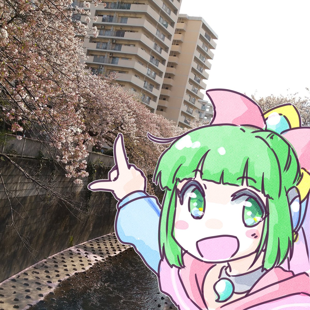 「今年も桜が観れました!やったすごいきれい#セオリごと 」|OGA-SAN🔭🎸🎨観測結束絵描き垢のイラスト
