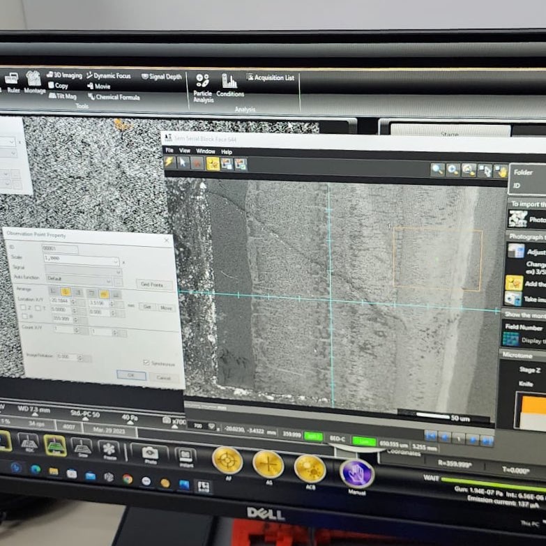 Electron Microscopy Unit Singapore (@emu_nus) on Twitter photo We are happy to be able to try SBF with the Katana microtome, thanks to <a href="/connectomx3d/">ConnectomX</a> and JEOL Asia! The Katana will be in our Unit soon, to be used in our SEM, for a trial period. Looking forward! We are happy to be able to try SBF with the Katana microtome, thanks to <a href="/connectomx3d/">ConnectomX</a> and JEOL Asia! The Katana will be in our Unit soon, to be used in our SEM, for a trial period. Looking forward!