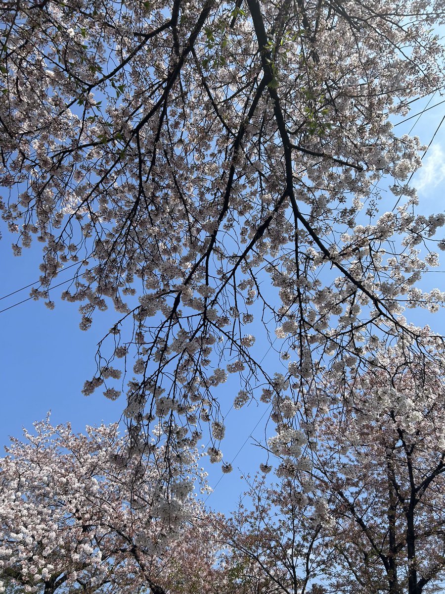 nextplus1114's tweet photo. #蓮田市 #さくらまつり が3年ぶりに開催という事もあり盛り上がってました(*'▽')/♪とても住環境が良く住みやすい場所です！#不動産 の事なら、蓮田が地元の私達 #NEXTplus にぜひご相談下さいませ☆良い点・悪い点もお伝え致します!(^^)! #中古マンション #新築戸建 #住宅ローン #相続対策 #土地 https://t.co/Byh2sCjUBo