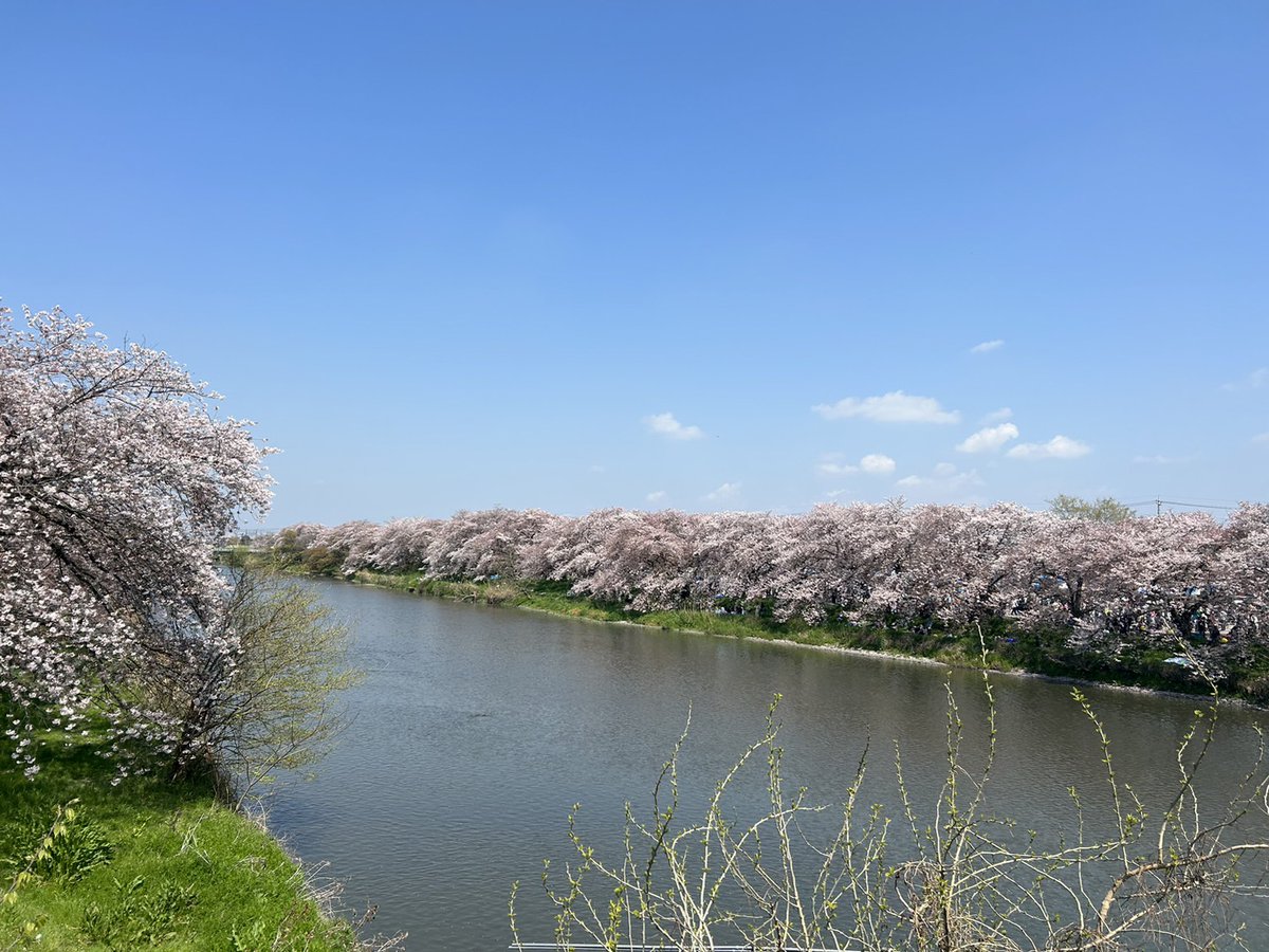 nextplus1114's tweet photo. #蓮田市 #さくらまつり が3年ぶりに開催という事もあり盛り上がってました(*'▽')/♪とても住環境が良く住みやすい場所です！#不動産 の事なら、蓮田が地元の私達 #NEXTplus にぜひご相談下さいませ☆良い点・悪い点もお伝え致します!(^^)! #中古マンション #新築戸建 #住宅ローン #相続対策 #土地 https://t.co/Byh2sCjUBo