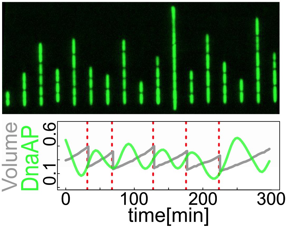 SPCGgroup's tweet photo. @SPCGgroup preprint: we follow for the first time the DnaA cell-cycle oscillator in single E. coli cells, and find that activity+dosage oscillations do not behave as initiations- with @IlariaIuliani  @biancaSclavi , bioRxiv: https://t.co/xKcGFgxLft https://t.co/1sIyK1T690