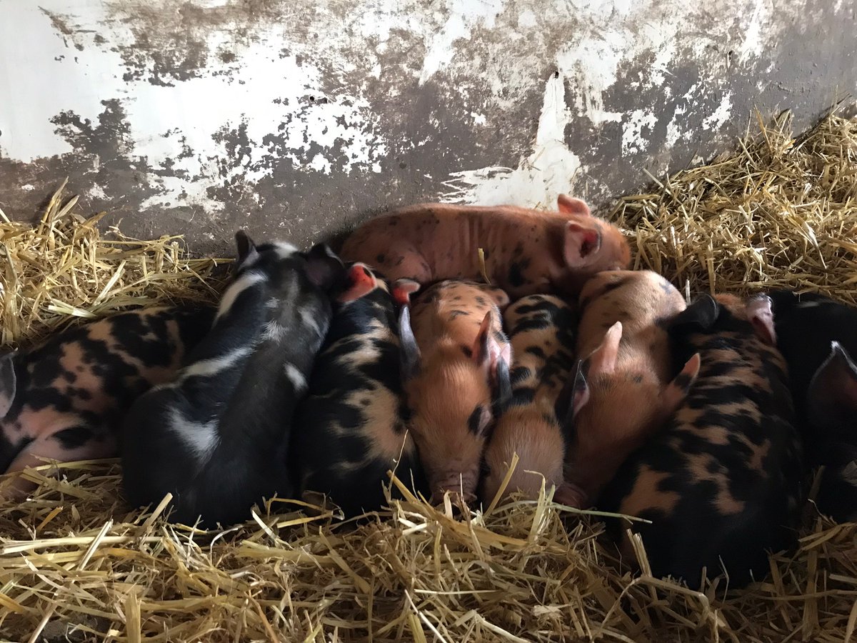 JessicaFermor's tweet photo. April on the Farm - https://t.co/2svmvmB92l https://t.co/tIIHEPPZPg