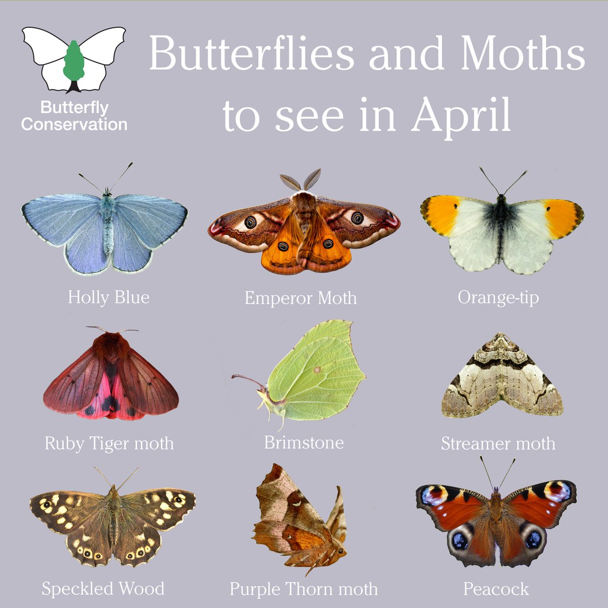 This April look out for these butterflies and moths in your gardens and local green spaces 🌷🌱🦋 Discover more species and how to attract them to your garden with our free monthly E-newsletter 👉 butterfly-conservation.org/enews #SaveButterflies #MothsMatter #Nature