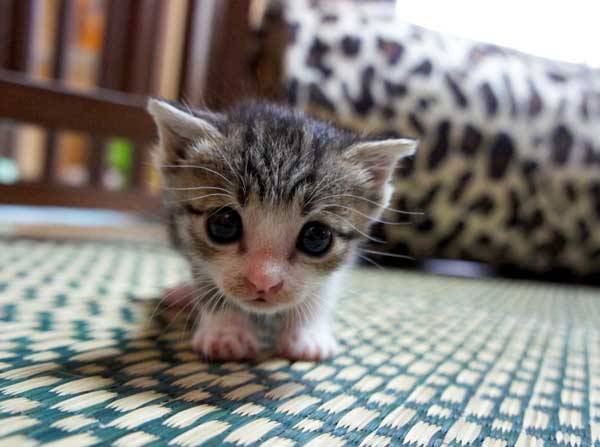 #cute #cat #cats #CatParty #CatsOfTwitter #CatsOnTwitter #catlover #meow #kitten #kitty #ilovecats