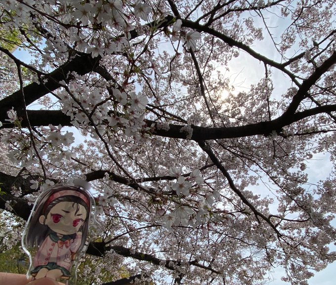 今日は家族でお花見してきた🌸あまり綺麗に取れなかったけど、俺好きのキャラクターとお花の親和性高くていいね😚 