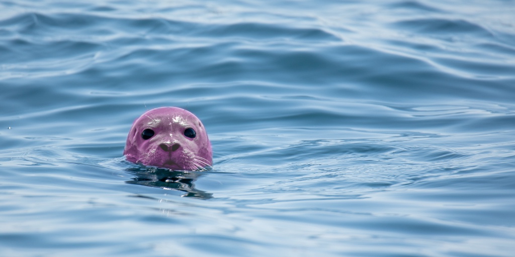 Bowgie Inn tweet media