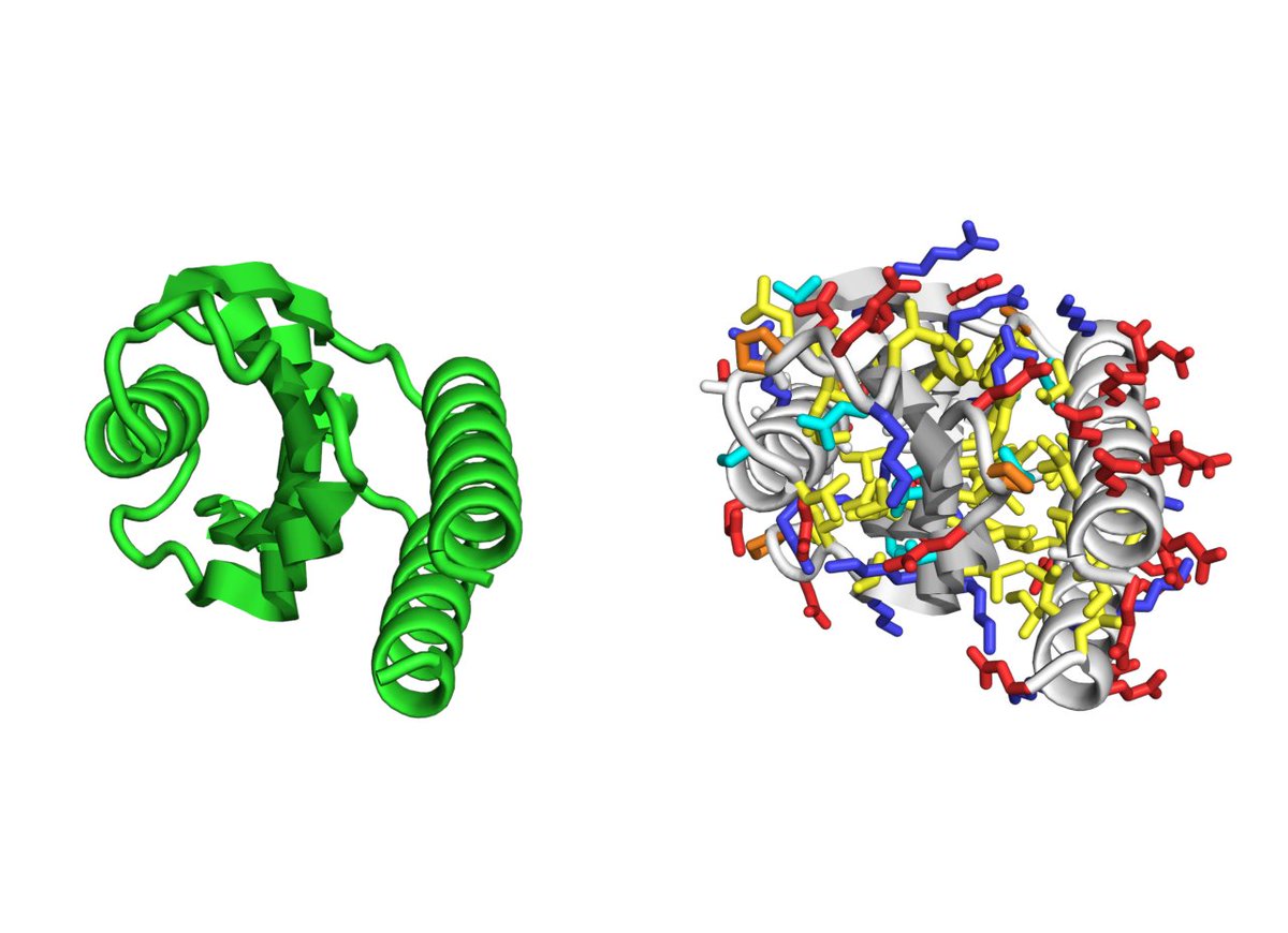 kobnaoya's tweet image. いま作ってみた3
左: RFDiffusion生成構造、右: ProteinMPNNで配列生成してESMFoldで予測した構造
#RFDiffusion on colaboratory--&amp;gt; #ProteinMPNN ---&amp;gt; #ESMFold