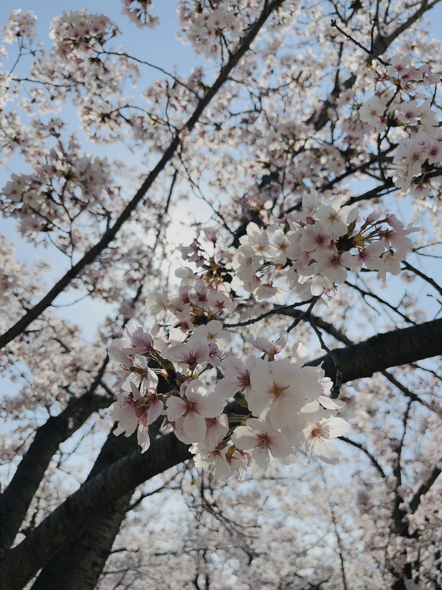 no humans cherry blossoms tree branch sky outdoors day  illustration images