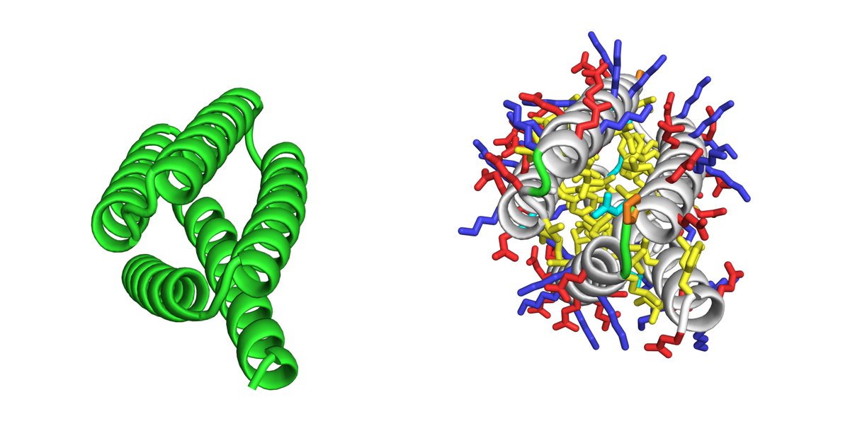 kobnaoya's tweet image. いま作ってみた1
左: RFDiffusion生成構造、右: ProteinMPNNで配列生成してESMFoldで予測した構造
#RFDiffusion  #ProteinMPNN #ESMFold
