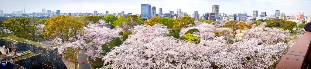 笑の大学観劇前に、福岡城さくらまつり2023(@infosakura2012)に行ってきました🌸とても美しかった。石垣と桜の見事な共演。御朱印ならぬ御城印クリアカードver.ゲットし素敵な写真が撮れました❀(´▽`*)スタンプラリーは断念したけど11箇所回ったらソフトバンクホークスの試合チケットもらえるげな
⚾