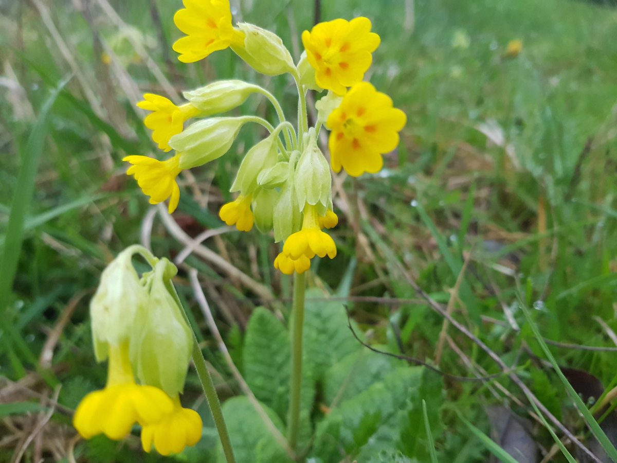 vernscape's tweet photo. Spring brings not only beautiful flowers and new growth, but I particularly look forward to fresh edible wild plants! This morning I found #wildgarlic, #stickyweed, #cowslip and #primrose. What's your wild passion food? @uhoutdoors @children_naturenetwork @Ebony_Outdoors https://t.co/iiRee2fe6M