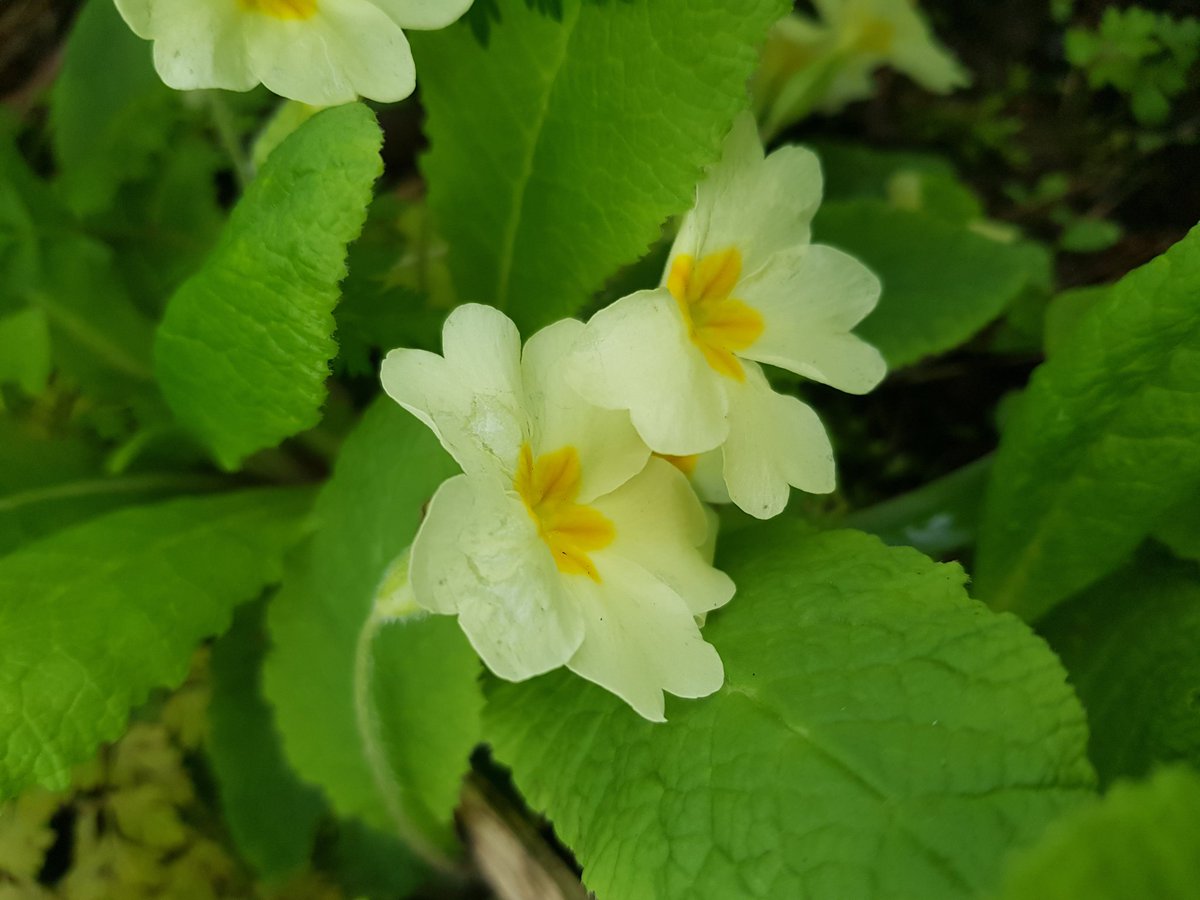 vernscape's tweet photo. Spring brings not only beautiful flowers and new growth, but I particularly look forward to fresh edible wild plants! This morning I found #wildgarlic, #stickyweed, #cowslip and #primrose. What's your wild passion food? @uhoutdoors @children_naturenetwork @Ebony_Outdoors https://t.co/iiRee2fe6M