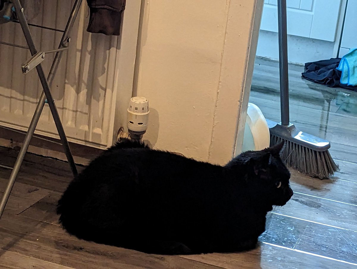 PMcyoloswag's tweet image. Activate loaf mode #cats #loaf #catbread