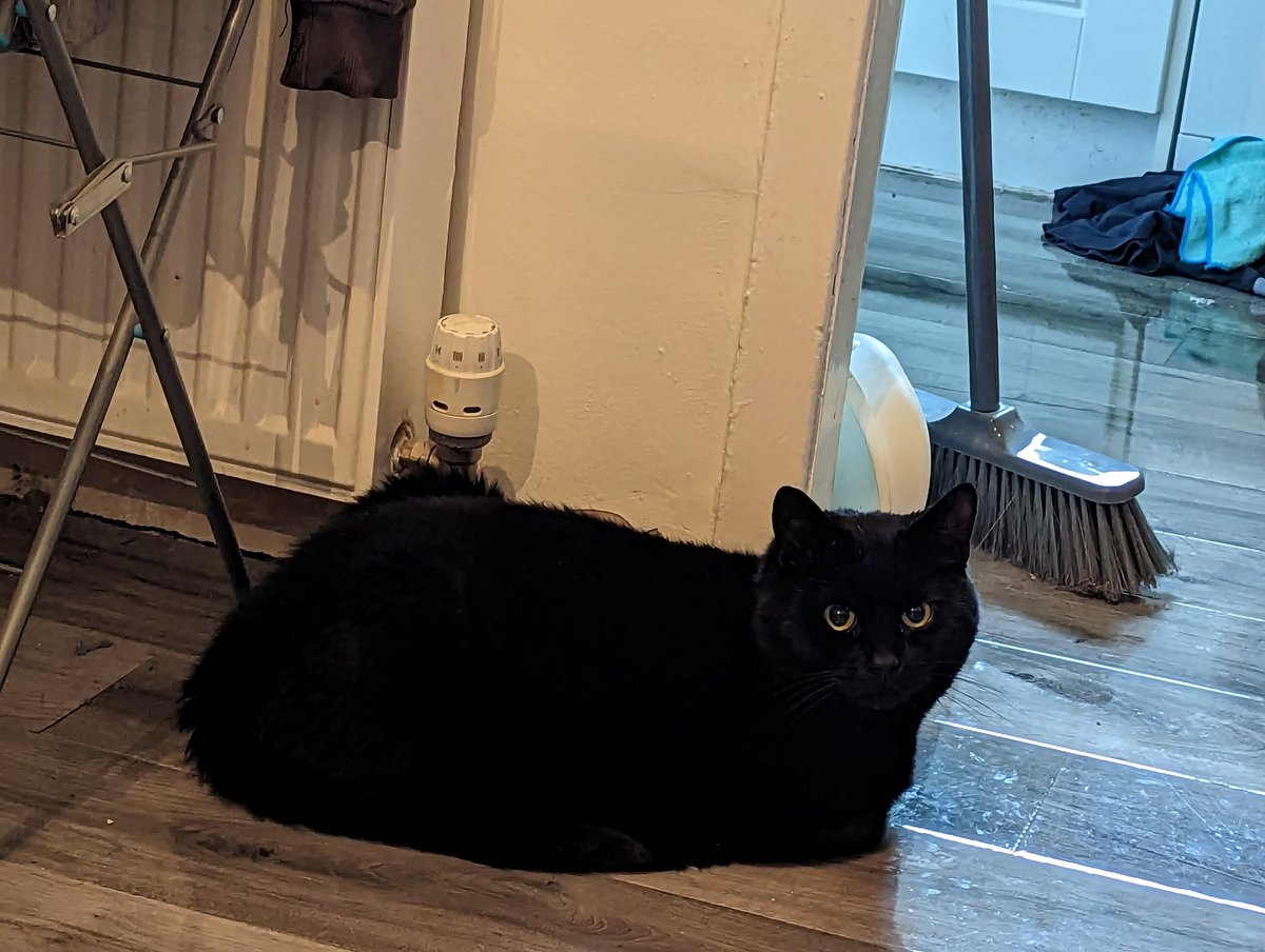 PMcyoloswag's tweet image. Activate loaf mode #cats #loaf #catbread