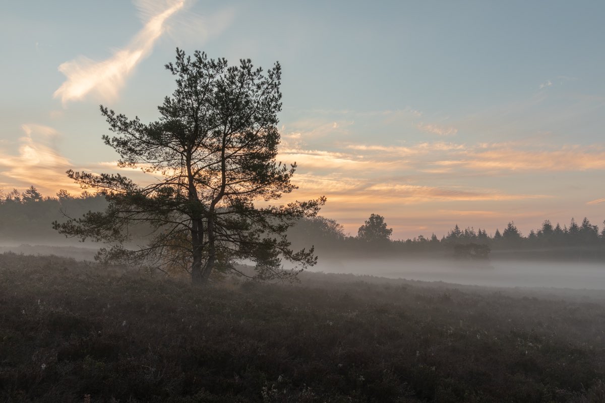 Inge Nijhoff tweet media