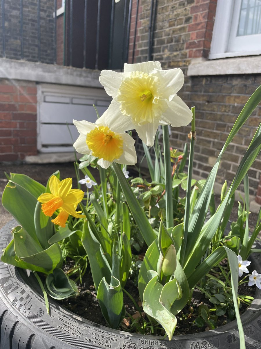 Happy Easter and Ramadan Mubarak 🌙  

Here are some photos of our beautiful bulbs that we planted earlier in the year with <a href="/Nature_columbia/">Nature Columbia</a> 🌷 We were very excited to see them starting to flower! 

Have a lovely break! School reopens on Monday 17th April 🗓️