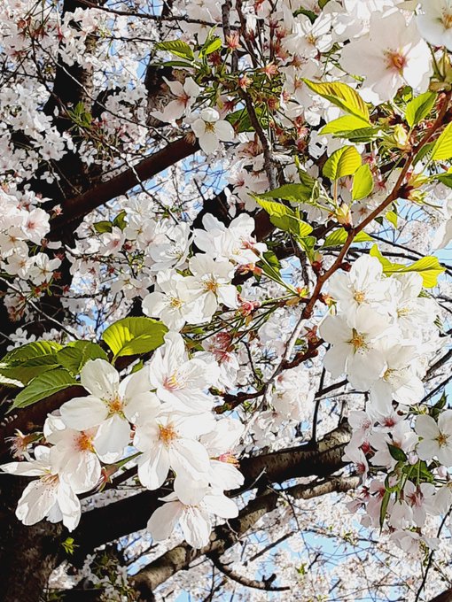 📢　速報🆕👂️‼️４月１日(金)　東京　９９１人感染。昨日より少し増加です。が　１０００人下回ってくれていると安堵できる