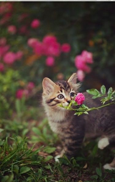 "Stop and smell the flowers."

🌹 #AprilFoolsDay #CatsOfTwitter 🌹