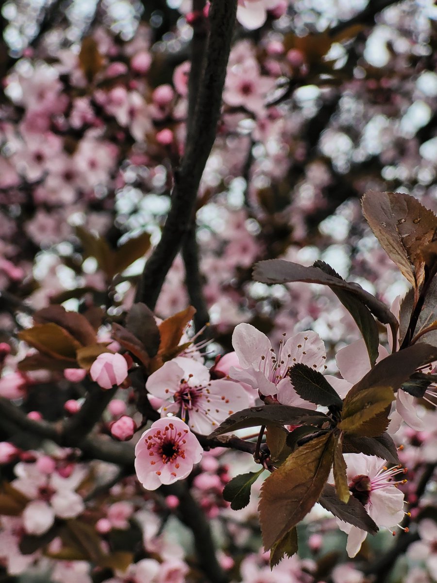 Lin_Lin_2_5_9's tweet photo. Spring day
#봄벚꽃 https://t.co/SrVTlXXM3q