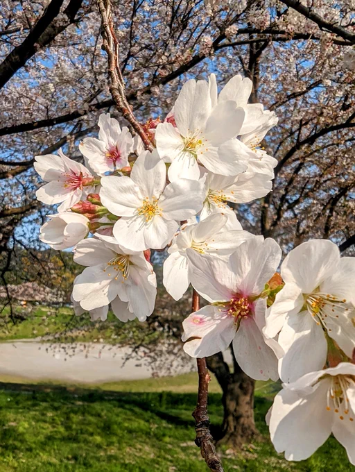 天気良すぎるのでまた桜見散歩行ってきた。ワイの最推し桜はほとんど散らず。なお見物人は全員消しゴムマジックで消したった 