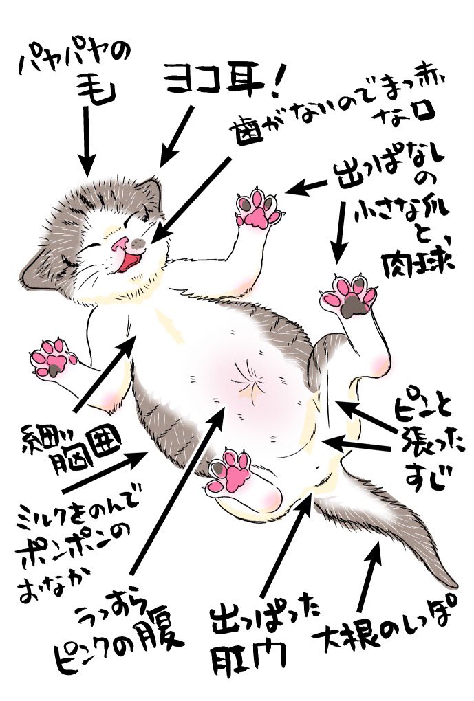 >RT
たびたび言っているが、エケチェン猫の肉が付いて奥まっていない、肛門丸出しの出っぱった尻が大好きだ…(性癖の癖が強い) 