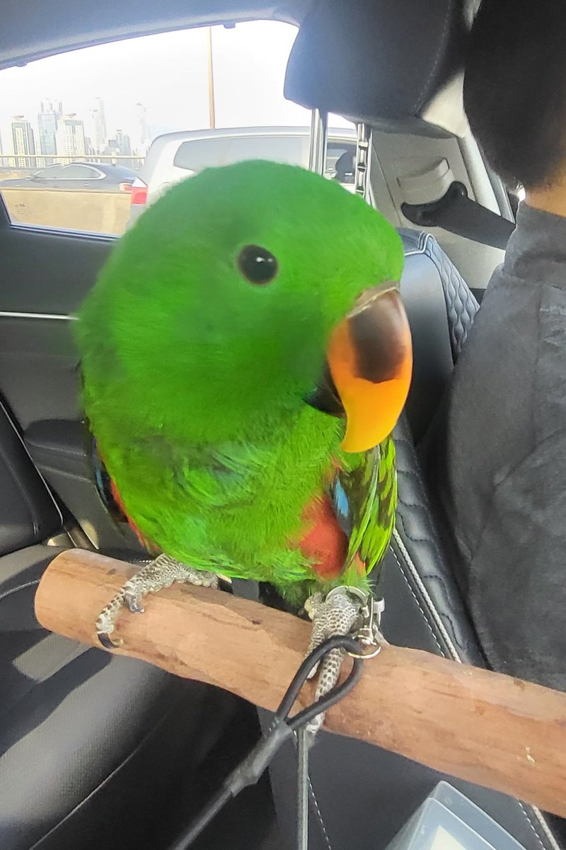 사진이 늘질 않아 잘 못 올리지만 봄날의 드라이브하는 피터를 안 올릴수야