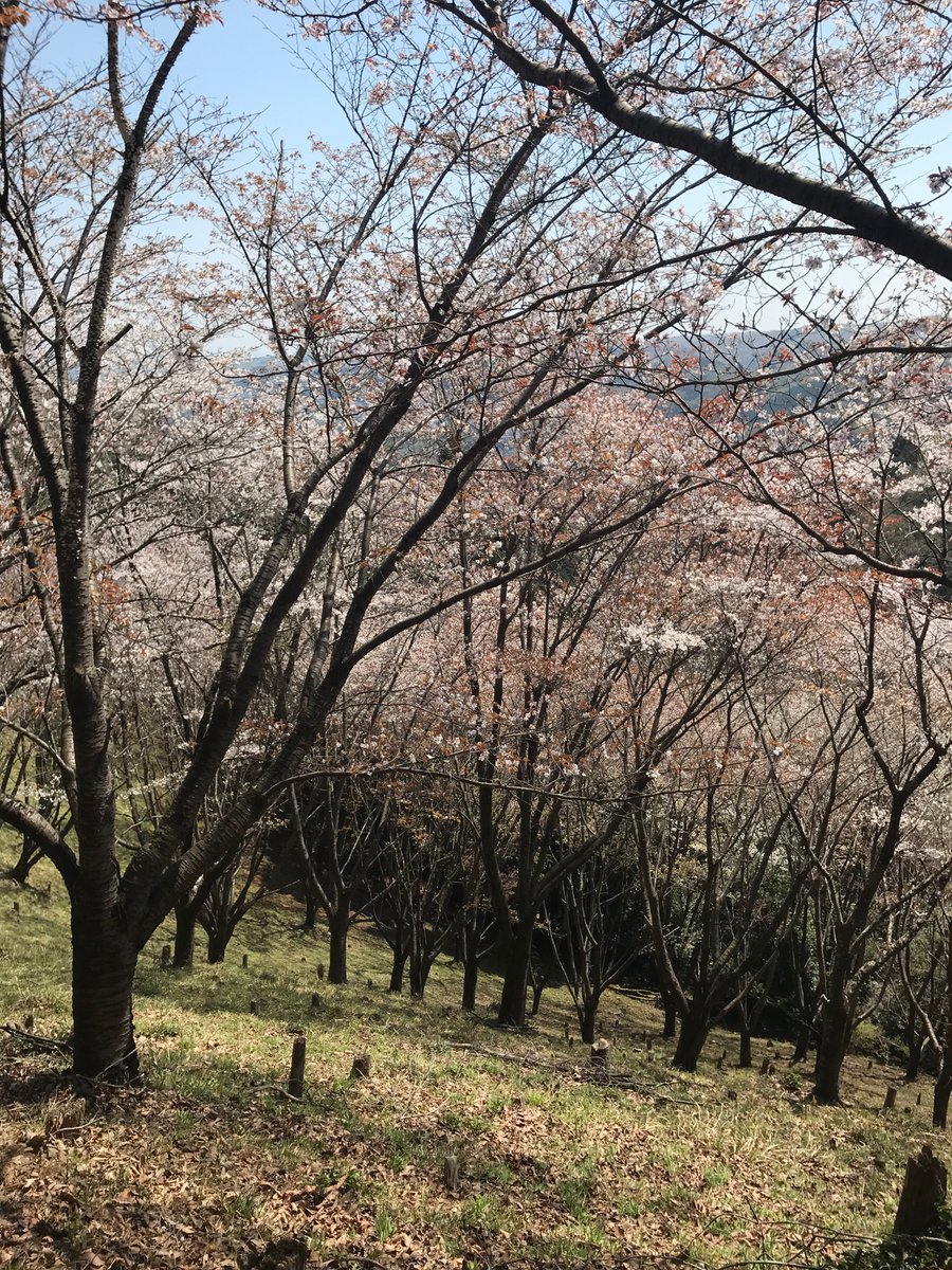 青梅丘陵の山桜。こういう花見もあり。