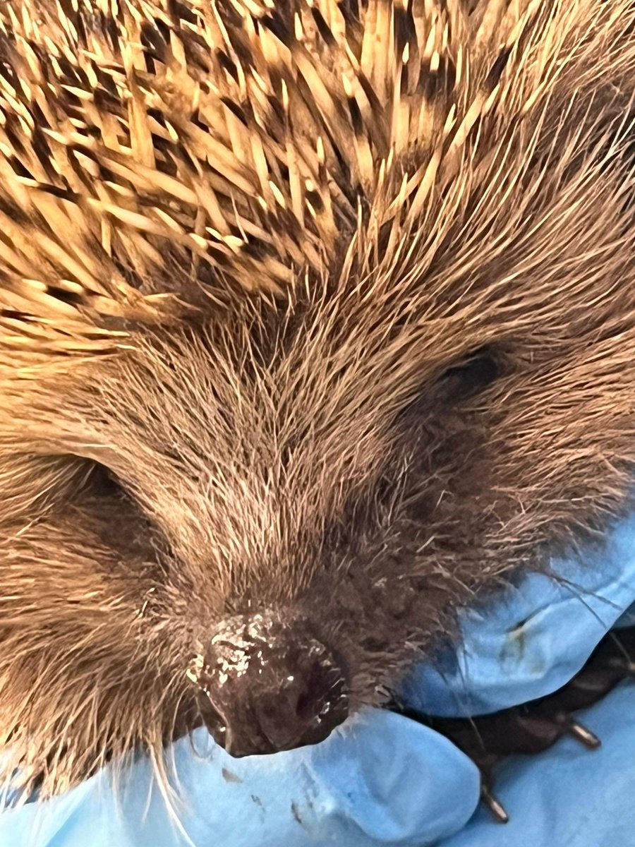 Wild Hogs Hedgehogs Rescue tweet media
