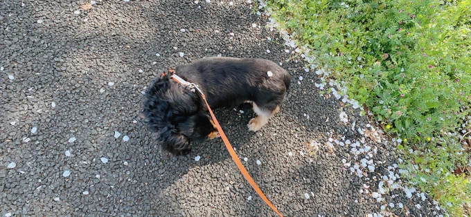 犬とお花見散歩楽しかった 