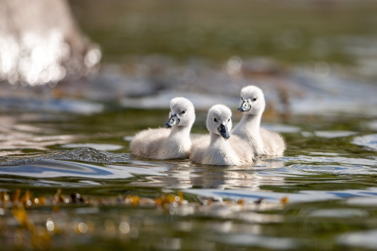 Er du glad i å fotografere fugler? Nå har du sjansen til å vise frem dine beste bilder og vinne flotte premier. Bildene må være fotografert i Norge og du kan delta med inntil fem bilder i hver kategori. 
konkurranse.foto.no/fuglefoto/