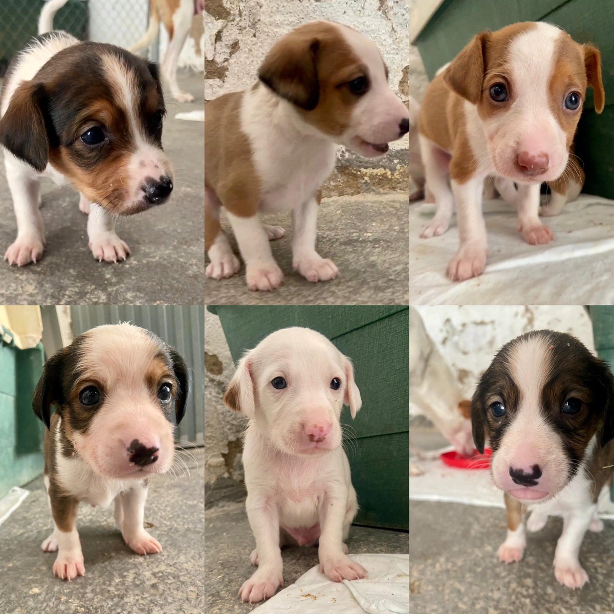 huelladejaen's tweet image. Semana de Pasion!!!!
Y mi pasión por ellos…. Buenos días buena gente!!!!
Ya comenzamos nuestra rutina de atención, limpieza, y amor en nuestro segundo hogar…
Alegría, optimismo y positividad  y que nada ni nadie nos impida hacerles feliz!!!
Ayudarnos a poder seguir ayudándoles.