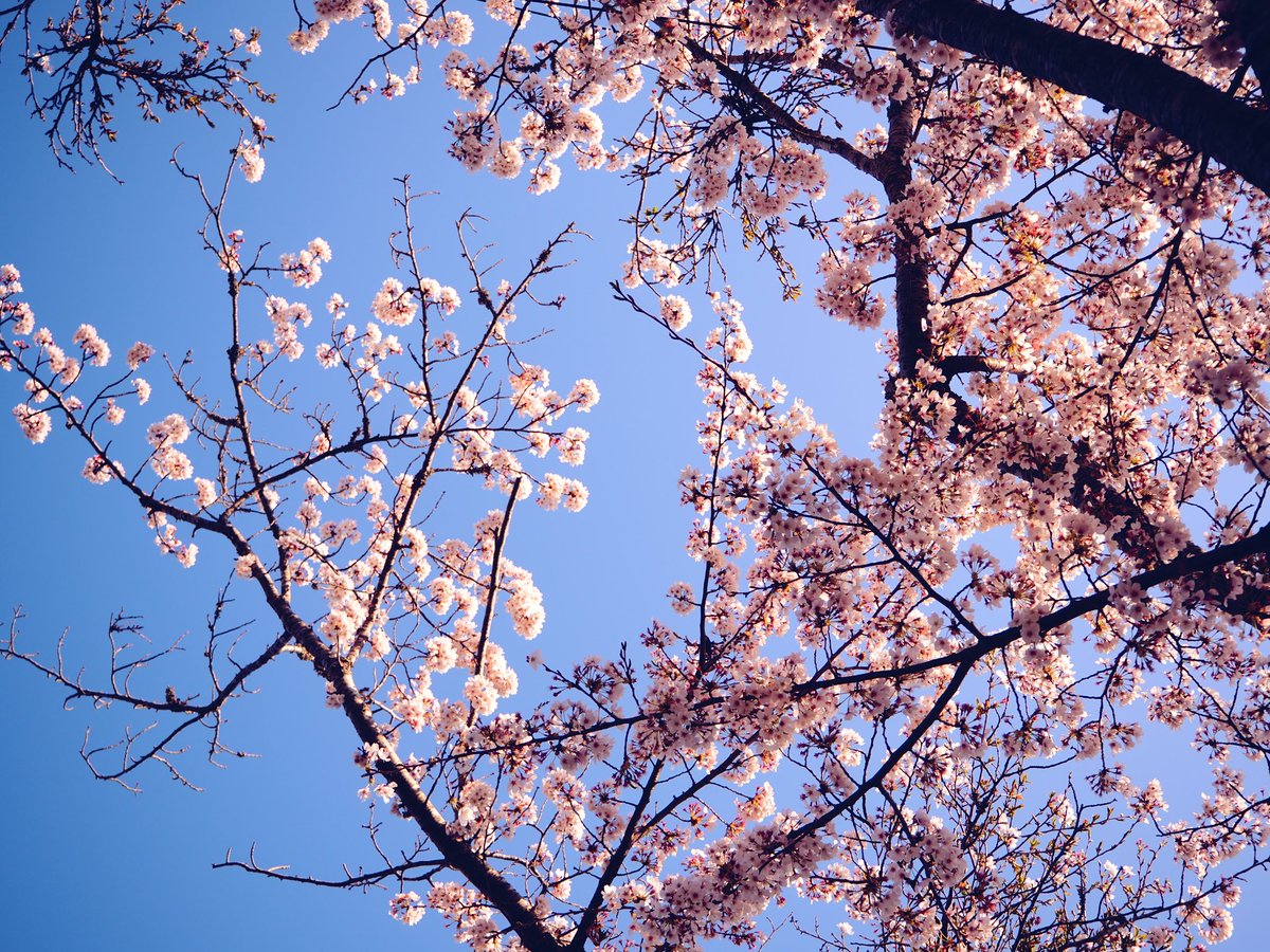 「桜撮れたよ来てよかったね#大洗 」|ぜっぷらのイラスト