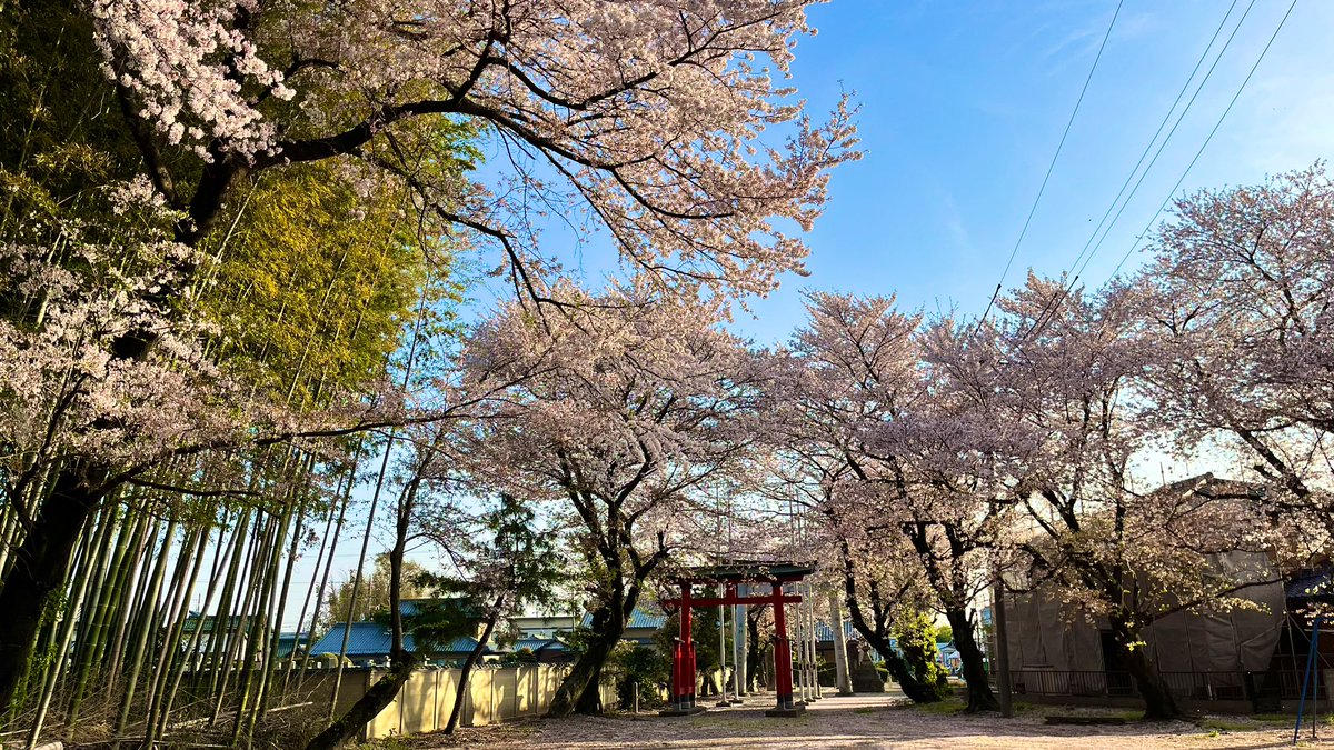 「#ちえったー近所の桜に囲まれた神社綺麗に咲いてました! 」|りすがり( ᷇ᵕ ᷆ )🌌のイラスト