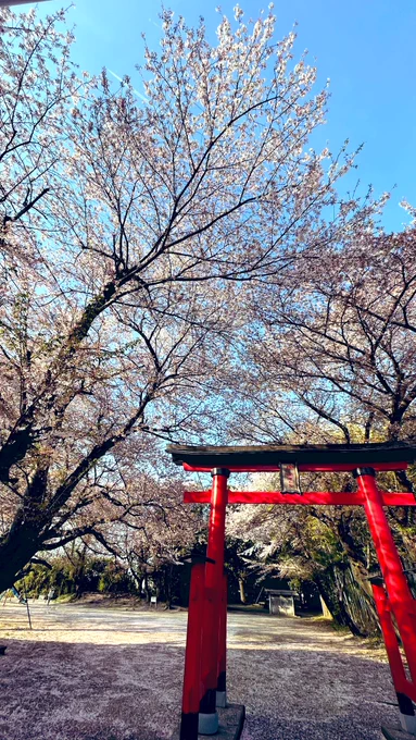 #ちえったー近所の桜に囲まれた神社綺麗に咲いてました! 