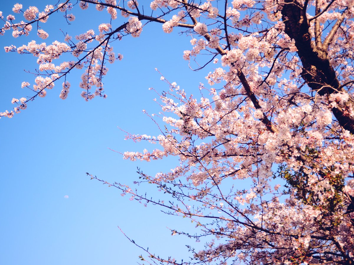 「桜撮れたよ来てよかったね#大洗 」|ぜっぷらのイラスト